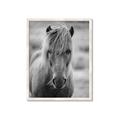 Picture of Icelandic horse in black and white _GroupedProduct_Rectangle_Portrait_Photography _GroupedProduct_Rectangle_Portrait_Framed_Matted_
