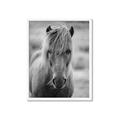 Picture of Icelandic horse in black and white _GroupedProduct_Rectangle_Portrait_Photography _GroupedProduct_Rectangle_Portrait_Framed_Matted_