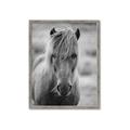 Picture of Icelandic horse in black and white _GroupedProduct_Rectangle_Portrait_Photography _GroupedProduct_Rectangle_Portrait_Framed_Matted_