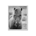 Picture of Icelandic horse in black and white _GroupedProduct_Rectangle_Portrait_Photography _GroupedProduct_Rectangle_Portrait_Framed_Matted_
