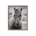 Picture of Icelandic horse in black and white _GroupedProduct_Rectangle_Portrait_Photography _GroupedProduct_Rectangle_Portrait_Framed_Matted_