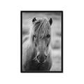 Picture of Icelandic horse in black and white _GroupedProduct_Rectangle_Portrait_Photography _GroupedProduct_Rectangle_Portrait_Framed_Matted_
