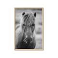 Picture of Icelandic horse in black and white _GroupedProduct_Rectangle_Portrait_Photography _GroupedProduct_Rectangle_Portrait_Framed_Matted_