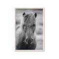Picture of Icelandic horse in black and white _GroupedProduct_Rectangle_Portrait_Photography _GroupedProduct_Rectangle_Portrait_Framed_Matted_