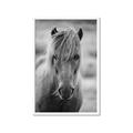 Picture of Icelandic horse in black and white _GroupedProduct_Rectangle_Portrait_Photography _GroupedProduct_Rectangle_Portrait_Framed_Matted_