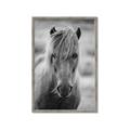 Picture of Icelandic horse in black and white _GroupedProduct_Rectangle_Portrait_Photography _GroupedProduct_Rectangle_Portrait_Framed_Matted_