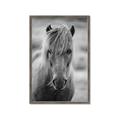 Picture of Icelandic horse in black and white _GroupedProduct_Rectangle_Portrait_Photography _GroupedProduct_Rectangle_Portrait_Framed_Matted_