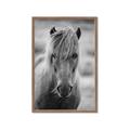Picture of Icelandic horse in black and white _GroupedProduct_Rectangle_Portrait_Photography _GroupedProduct_Rectangle_Portrait_Framed_Matted_