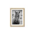 Picture of Icelandic horse in black and white _GroupedProduct_Rectangle_Portrait_Photography _GroupedProduct_Rectangle_Portrait_Framed_Matted_