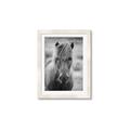 Picture of Icelandic horse in black and white _GroupedProduct_Rectangle_Portrait_Photography _GroupedProduct_Rectangle_Portrait_Framed_Matted_
