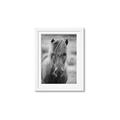 Picture of Icelandic horse in black and white _GroupedProduct_Rectangle_Portrait_Photography _GroupedProduct_Rectangle_Portrait_Framed_Matted_