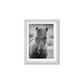 Picture of Icelandic horse in black and white _GroupedProduct_Rectangle_Portrait_Photography _GroupedProduct_Rectangle_Portrait_Framed_Matted_