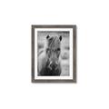 Picture of Icelandic horse in black and white _GroupedProduct_Rectangle_Portrait_Photography _GroupedProduct_Rectangle_Portrait_Framed_Matted_