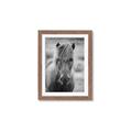 Picture of Icelandic horse in black and white _GroupedProduct_Rectangle_Portrait_Photography _GroupedProduct_Rectangle_Portrait_Framed_Matted_