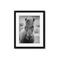 Picture of Icelandic horse in black and white _GroupedProduct_Rectangle_Portrait_Photography _GroupedProduct_Rectangle_Portrait_Framed_Matted_