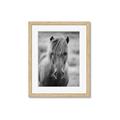 Picture of Icelandic horse in black and white _GroupedProduct_Rectangle_Portrait_Photography _GroupedProduct_Rectangle_Portrait_Framed_Matted_