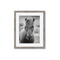 Picture of Icelandic horse in black and white _GroupedProduct_Rectangle_Portrait_Photography _GroupedProduct_Rectangle_Portrait_Framed_Matted_