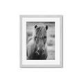 Picture of Icelandic horse in black and white _GroupedProduct_Rectangle_Portrait_Photography _GroupedProduct_Rectangle_Portrait_Framed_Matted_