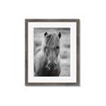 Picture of Icelandic horse in black and white _GroupedProduct_Rectangle_Portrait_Photography _GroupedProduct_Rectangle_Portrait_Framed_Matted_