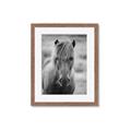 Picture of Icelandic horse in black and white _GroupedProduct_Rectangle_Portrait_Photography _GroupedProduct_Rectangle_Portrait_Framed_Matted_