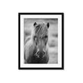 Picture of Icelandic horse in black and white _GroupedProduct_Rectangle_Portrait_Photography _GroupedProduct_Rectangle_Portrait_Framed_Matted_