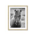 Picture of Icelandic horse in black and white _GroupedProduct_Rectangle_Portrait_Photography _GroupedProduct_Rectangle_Portrait_Framed_Matted_