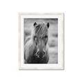 Picture of Icelandic horse in black and white _GroupedProduct_Rectangle_Portrait_Photography _GroupedProduct_Rectangle_Portrait_Framed_Matted_