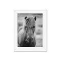 Picture of Icelandic horse in black and white _GroupedProduct_Rectangle_Portrait_Photography _GroupedProduct_Rectangle_Portrait_Framed_Matted_