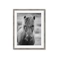 Picture of Icelandic horse in black and white _GroupedProduct_Rectangle_Portrait_Photography _GroupedProduct_Rectangle_Portrait_Framed_Matted_