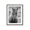 Picture of Icelandic horse in black and white _GroupedProduct_Rectangle_Portrait_Photography _GroupedProduct_Rectangle_Portrait_Framed_Matted_