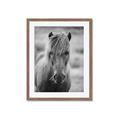 Picture of Icelandic horse in black and white _GroupedProduct_Rectangle_Portrait_Photography _GroupedProduct_Rectangle_Portrait_Framed_Matted_