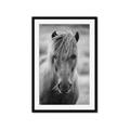 Picture of Icelandic horse in black and white _GroupedProduct_Rectangle_Portrait_Photography _GroupedProduct_Rectangle_Portrait_Framed_Matted_