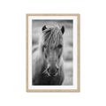 Picture of Icelandic horse in black and white _GroupedProduct_Rectangle_Portrait_Photography _GroupedProduct_Rectangle_Portrait_Framed_Matted_