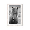 Picture of Icelandic horse in black and white _GroupedProduct_Rectangle_Portrait_Photography _GroupedProduct_Rectangle_Portrait_Framed_Matted_