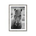 Picture of Icelandic horse in black and white _GroupedProduct_Rectangle_Portrait_Photography _GroupedProduct_Rectangle_Portrait_Framed_Matted_