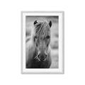 Picture of Icelandic horse in black and white _GroupedProduct_Rectangle_Portrait_Photography _GroupedProduct_Rectangle_Portrait_Framed_Matted_