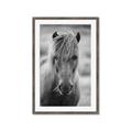 Picture of Icelandic horse in black and white _GroupedProduct_Rectangle_Portrait_Photography _GroupedProduct_Rectangle_Portrait_Framed_Matted_