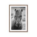 Picture of Icelandic horse in black and white _GroupedProduct_Rectangle_Portrait_Photography _GroupedProduct_Rectangle_Portrait_Framed_Matted_