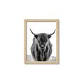 Picture of B&W Highland _GroupedProduct_Rectangle_Portrait_Photography _GroupedProduct_Rectangle_Portrait_Framed_Matted_