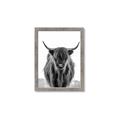 Picture of B&W Highland _GroupedProduct_Rectangle_Portrait_Photography _GroupedProduct_Rectangle_Portrait_Framed_Matted_