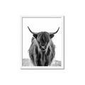 Picture of B&W Highland _GroupedProduct_Rectangle_Portrait_Photography _GroupedProduct_Rectangle_Portrait_Framed_Matted_