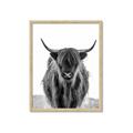 Picture of B&W Highland _GroupedProduct_Rectangle_Portrait_Photography _GroupedProduct_Rectangle_Portrait_Framed_Matted_