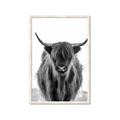 Picture of B&W Highland _GroupedProduct_Rectangle_Portrait_Photography _GroupedProduct_Rectangle_Portrait_Framed_Matted_