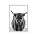 Picture of B&W Highland _GroupedProduct_Rectangle_Portrait_Photography _GroupedProduct_Rectangle_Portrait_Framed_Matted_