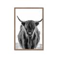 Picture of B&W Highland _GroupedProduct_Rectangle_Portrait_Photography _GroupedProduct_Rectangle_Portrait_Framed_Matted_
