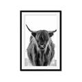 Picture of B&W Highland _GroupedProduct_Rectangle_Portrait_Photography _GroupedProduct_Rectangle_Portrait_Framed_Matted_
