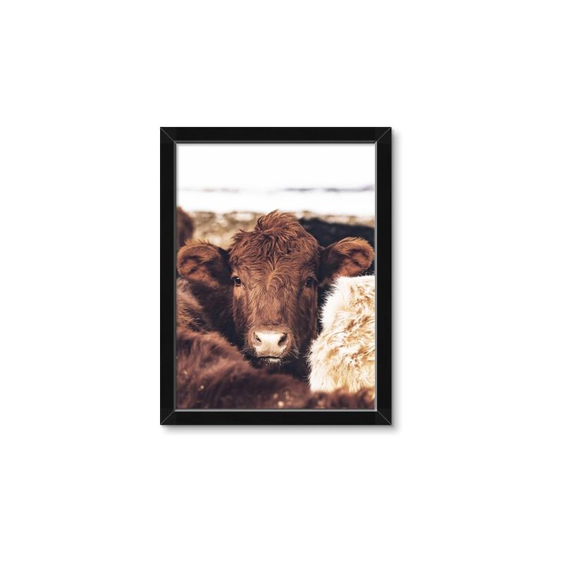 Picture of Snuggled Highland _GroupedProduct_Rectangle_Portrait_Photography _GroupedProduct_Rectangle_Portrait_Framed_Matted_