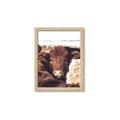 Picture of Snuggled Highland _GroupedProduct_Rectangle_Portrait_Photography _GroupedProduct_Rectangle_Portrait_Framed_Matted_