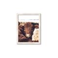 Picture of Snuggled Highland _GroupedProduct_Rectangle_Portrait_Photography _GroupedProduct_Rectangle_Portrait_Framed_Matted_