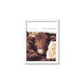 Picture of Snuggled Highland _GroupedProduct_Rectangle_Portrait_Photography _GroupedProduct_Rectangle_Portrait_Framed_Matted_